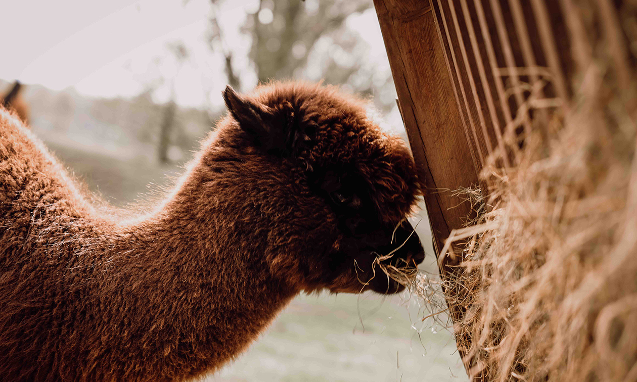 Alpaca Country