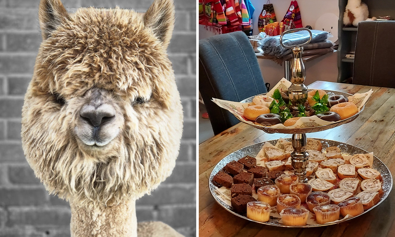 Alpaca World Friesland