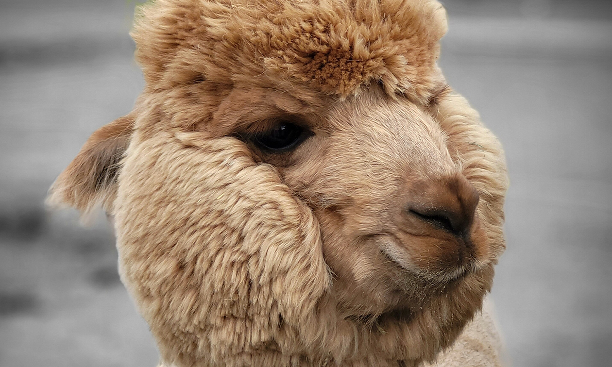 Alpaca World Friesland