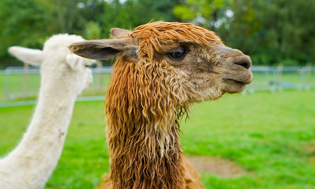 Alpacafarm In de Puthof
