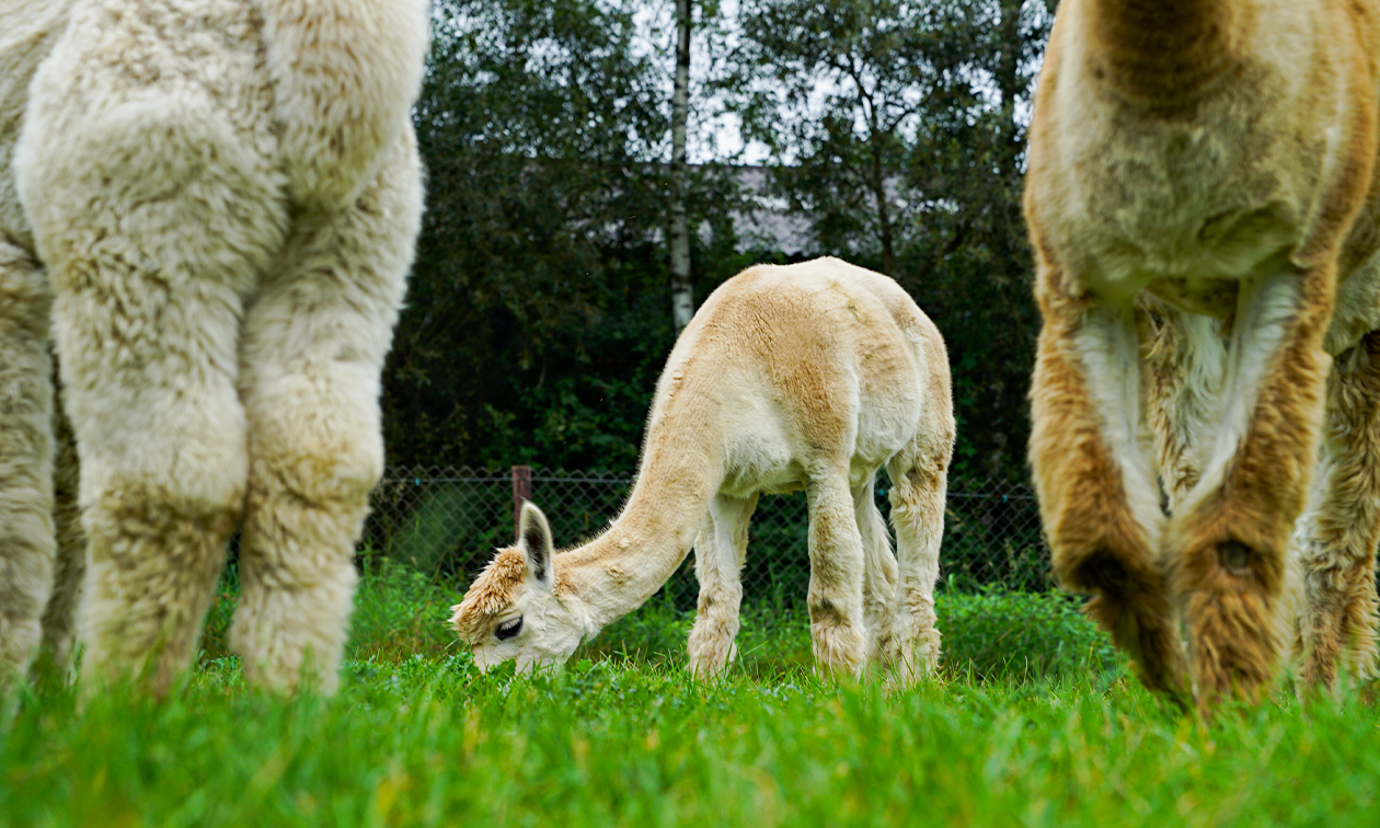 Alpacafarm In de Puthof