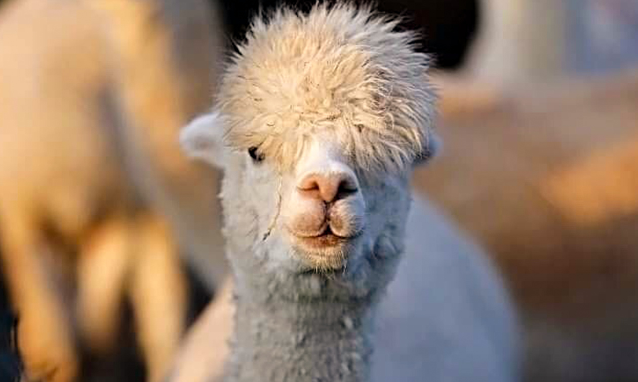 Alpacafarm In de Puthof