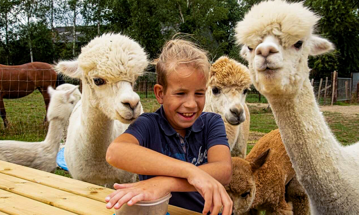 Alpacafarm In de Puthof