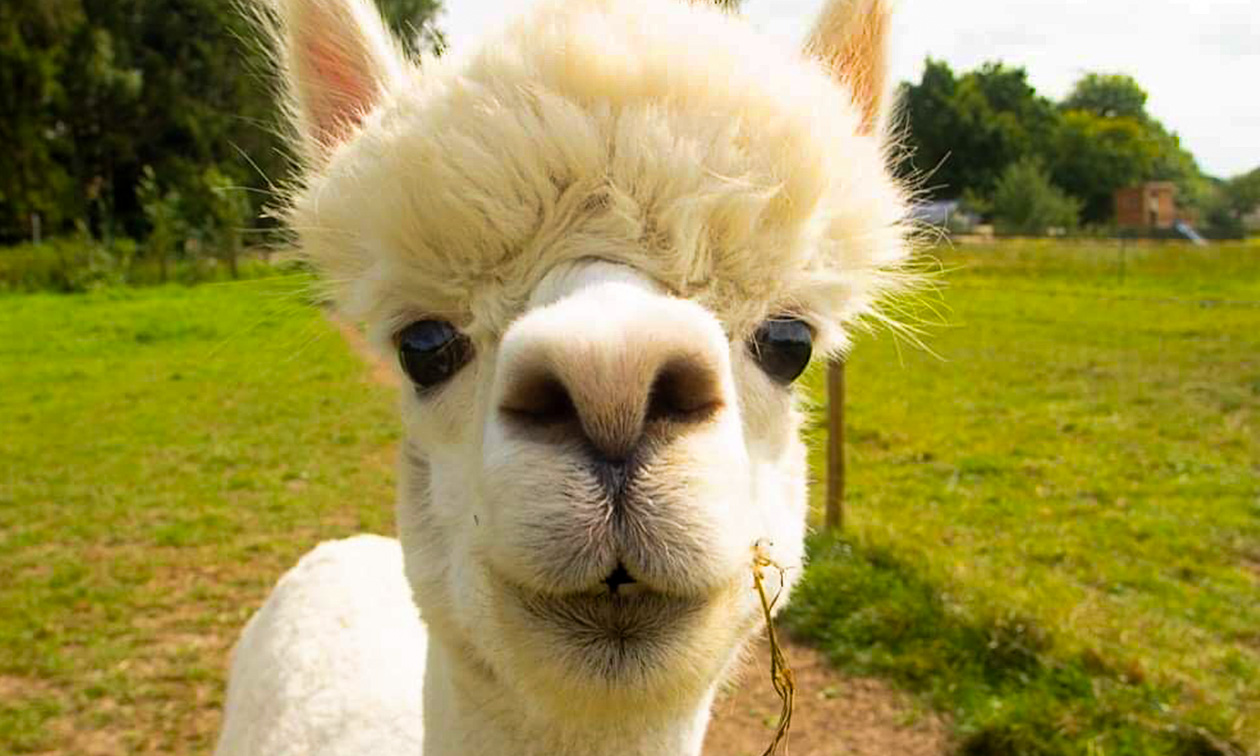 Alpacafarm In de Puthof