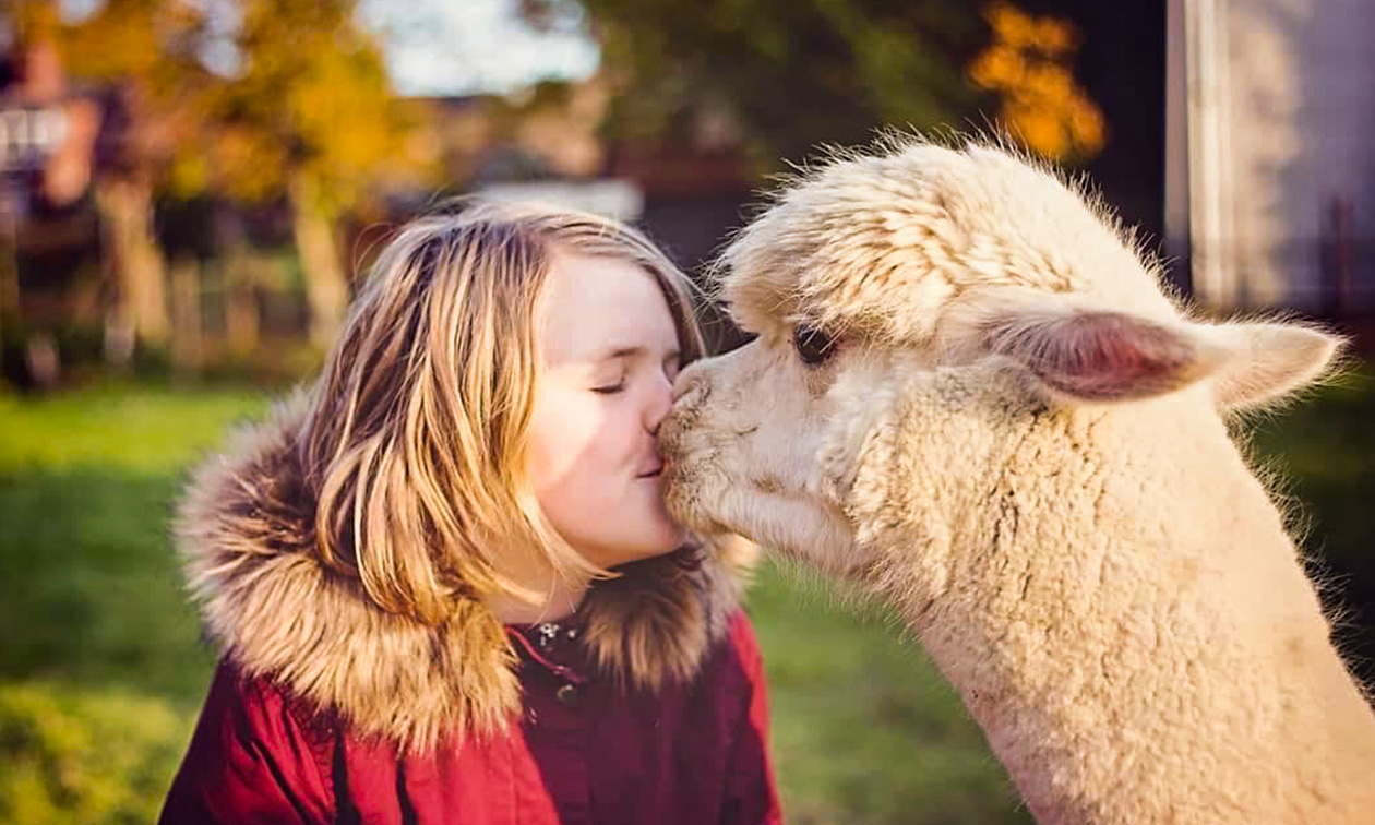 Alpacafarm In de Puthof