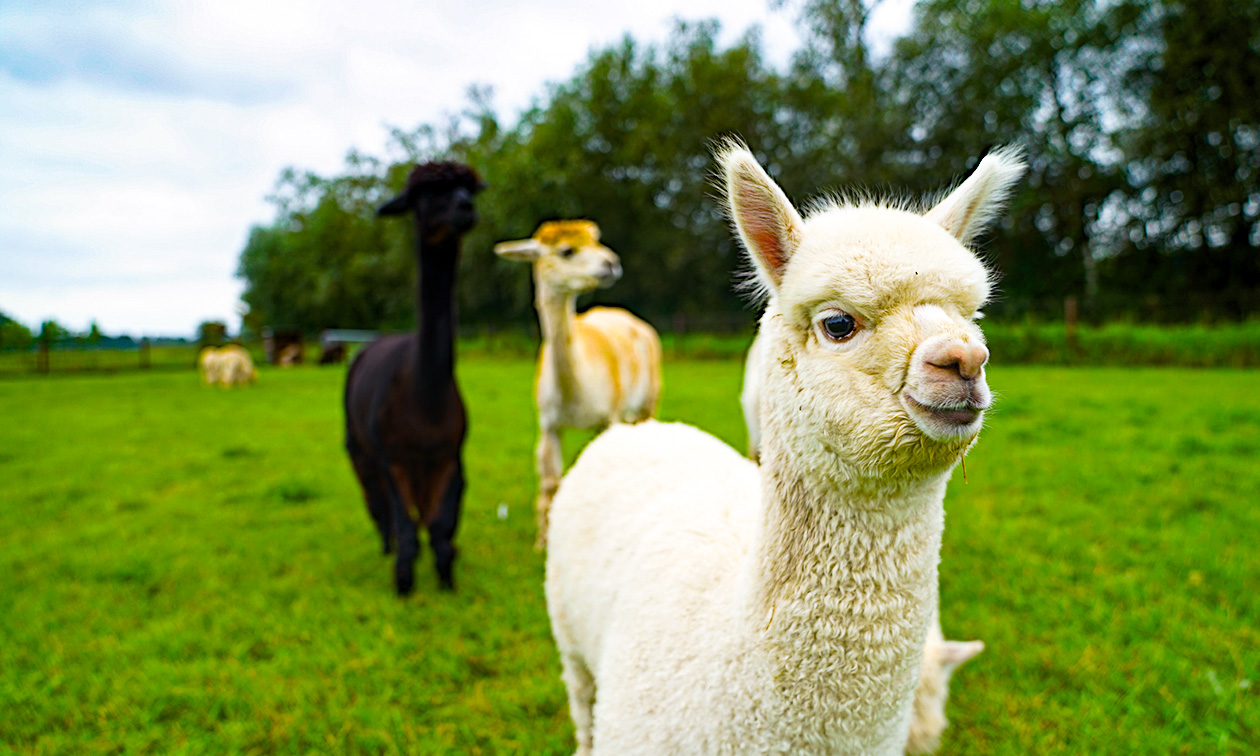 Alpacafarm In de Puthof