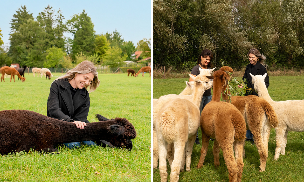 Alpacafarm In de Puthof