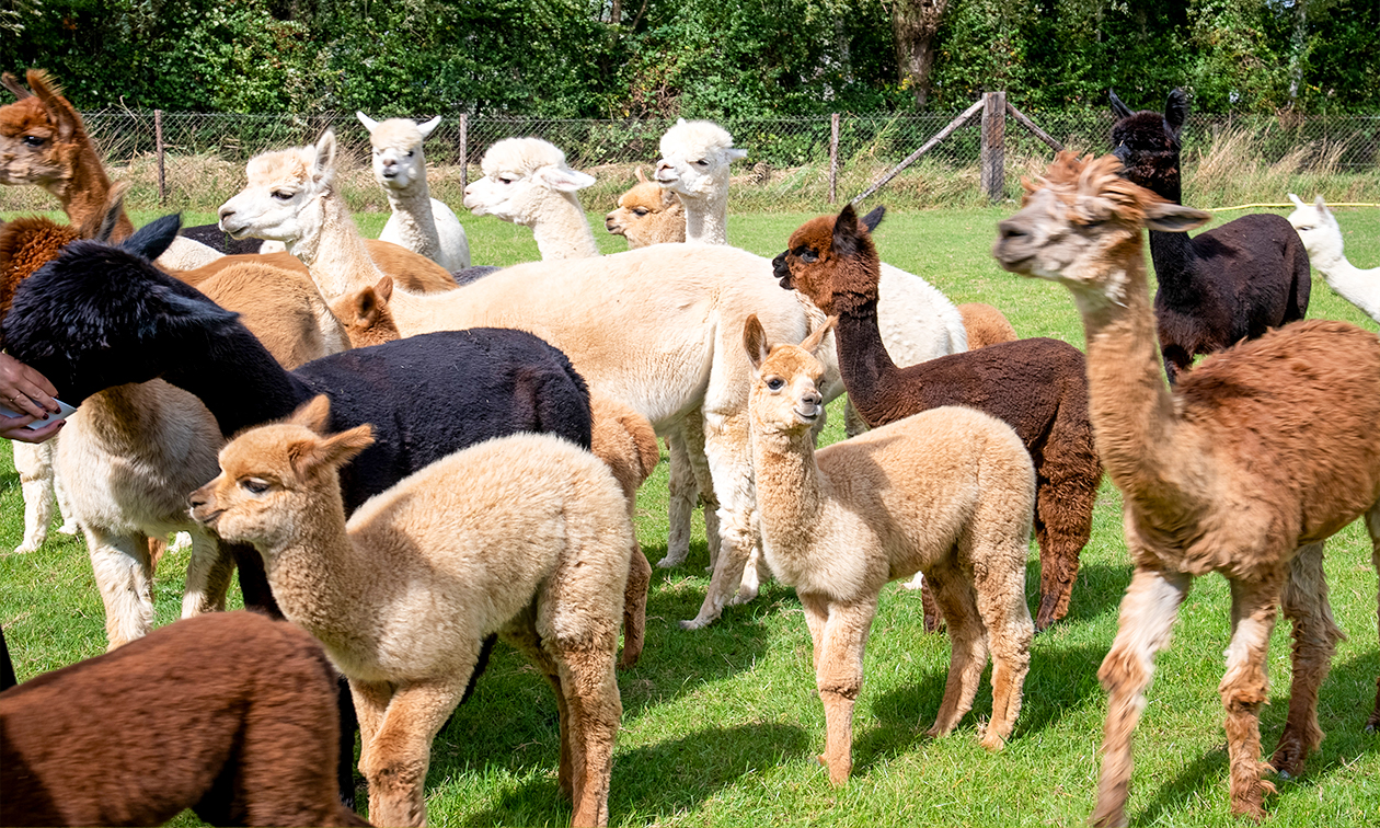 Alpacafarm In de Puthof