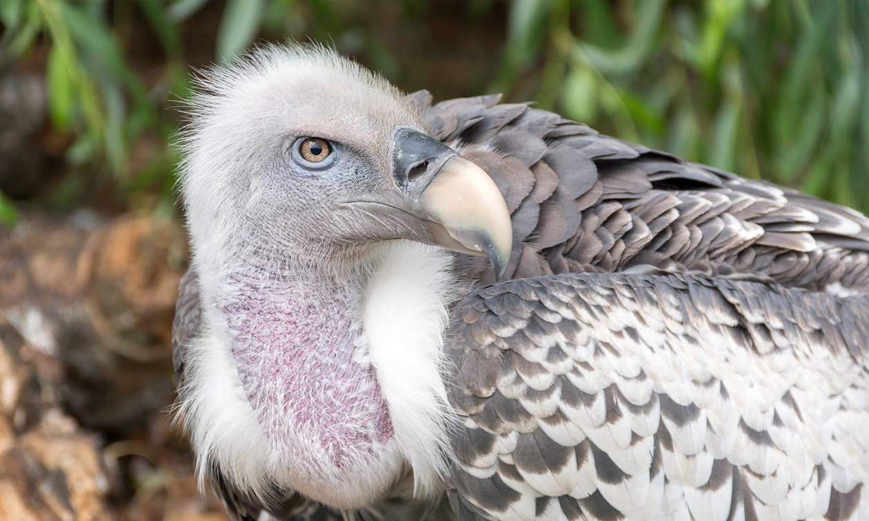 Avifauna
