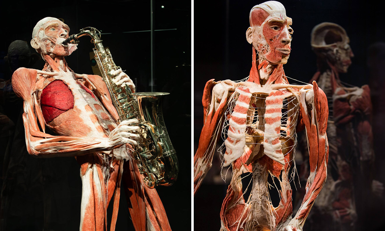 BODY WORLDS: The Happiness Project