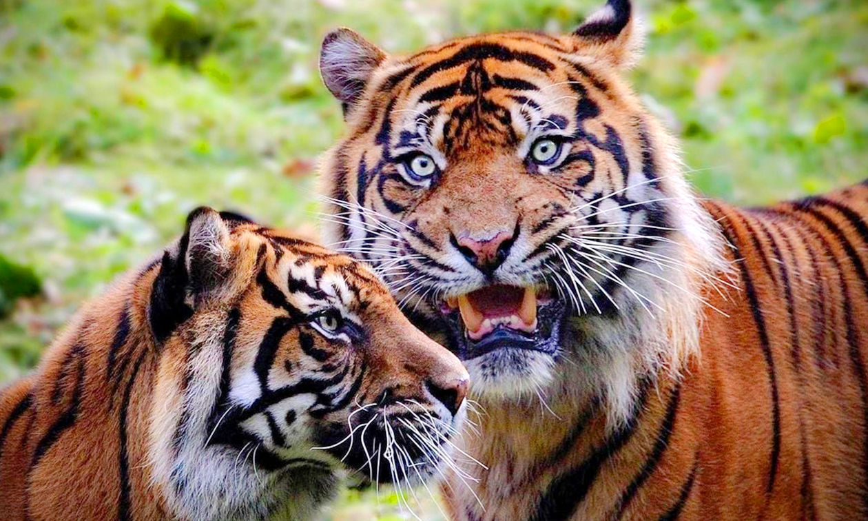 Burgers' Zoo