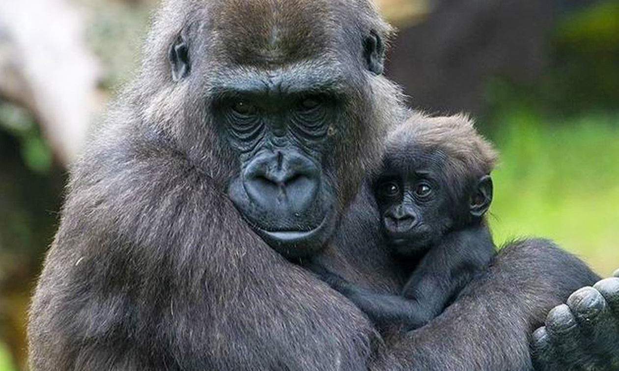 Burgers' Zoo