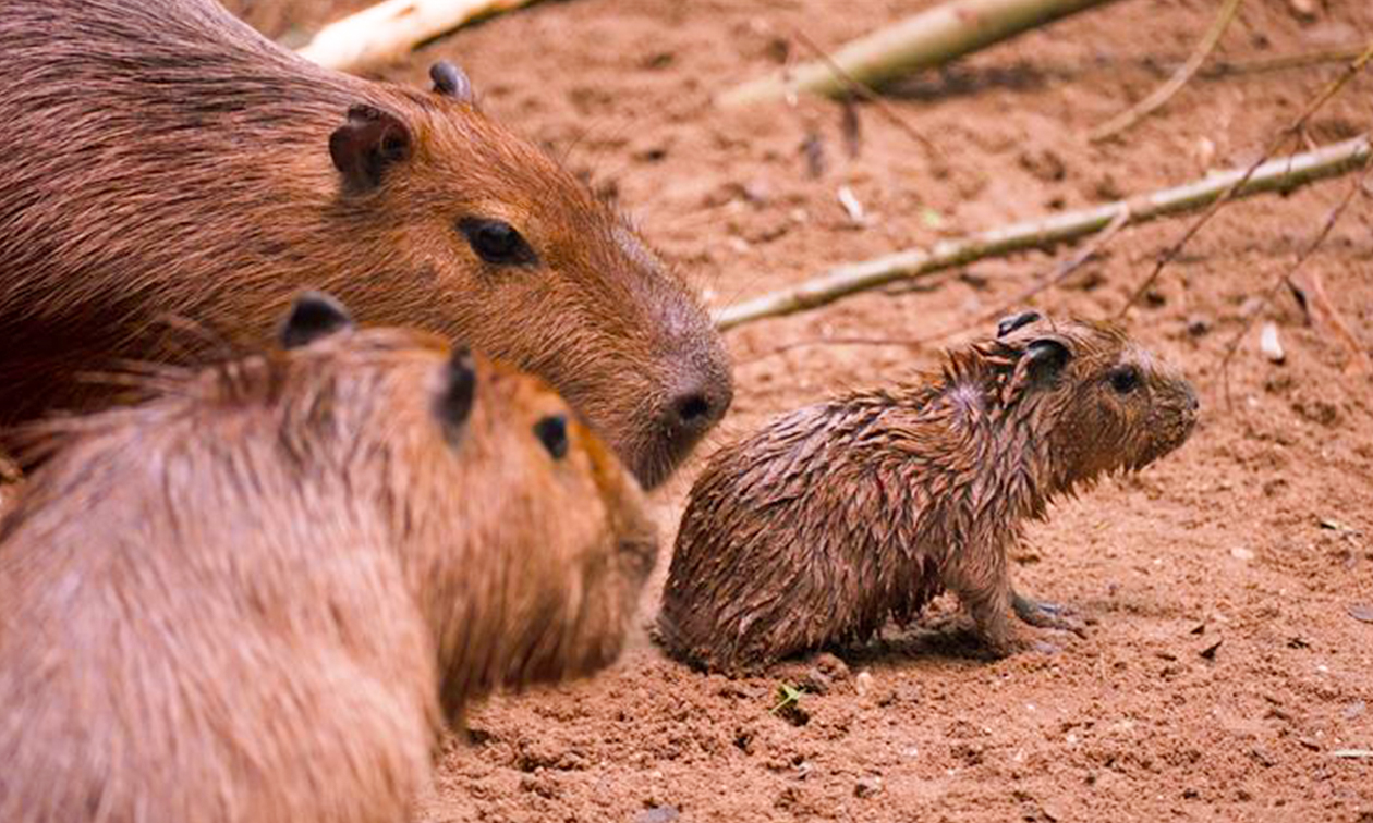 Burgers' Zoo