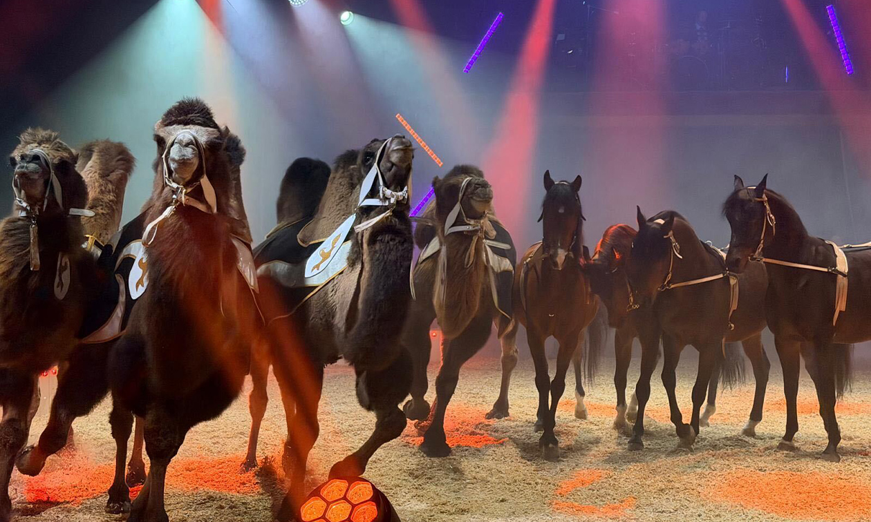 Circus Renz International