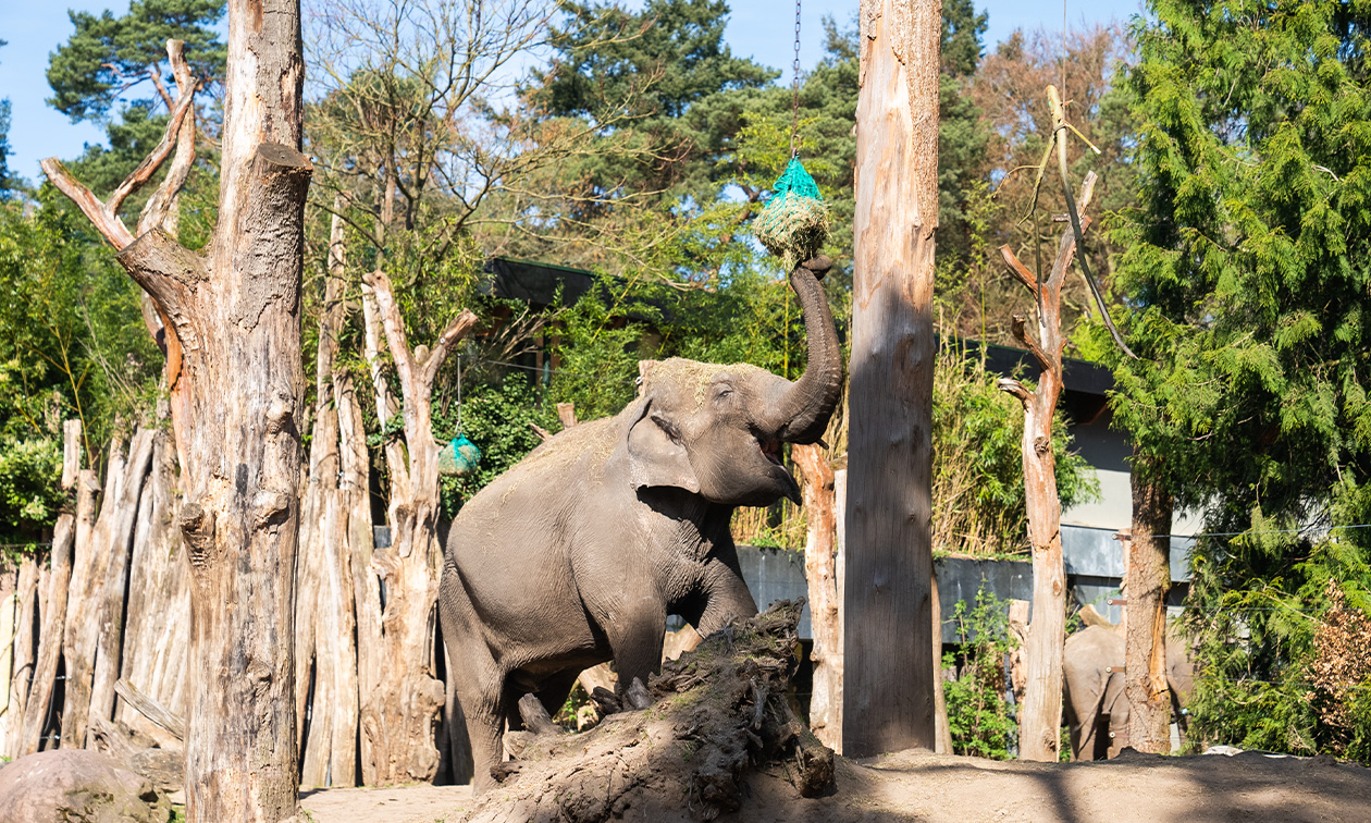 DierenPark Amersfoort