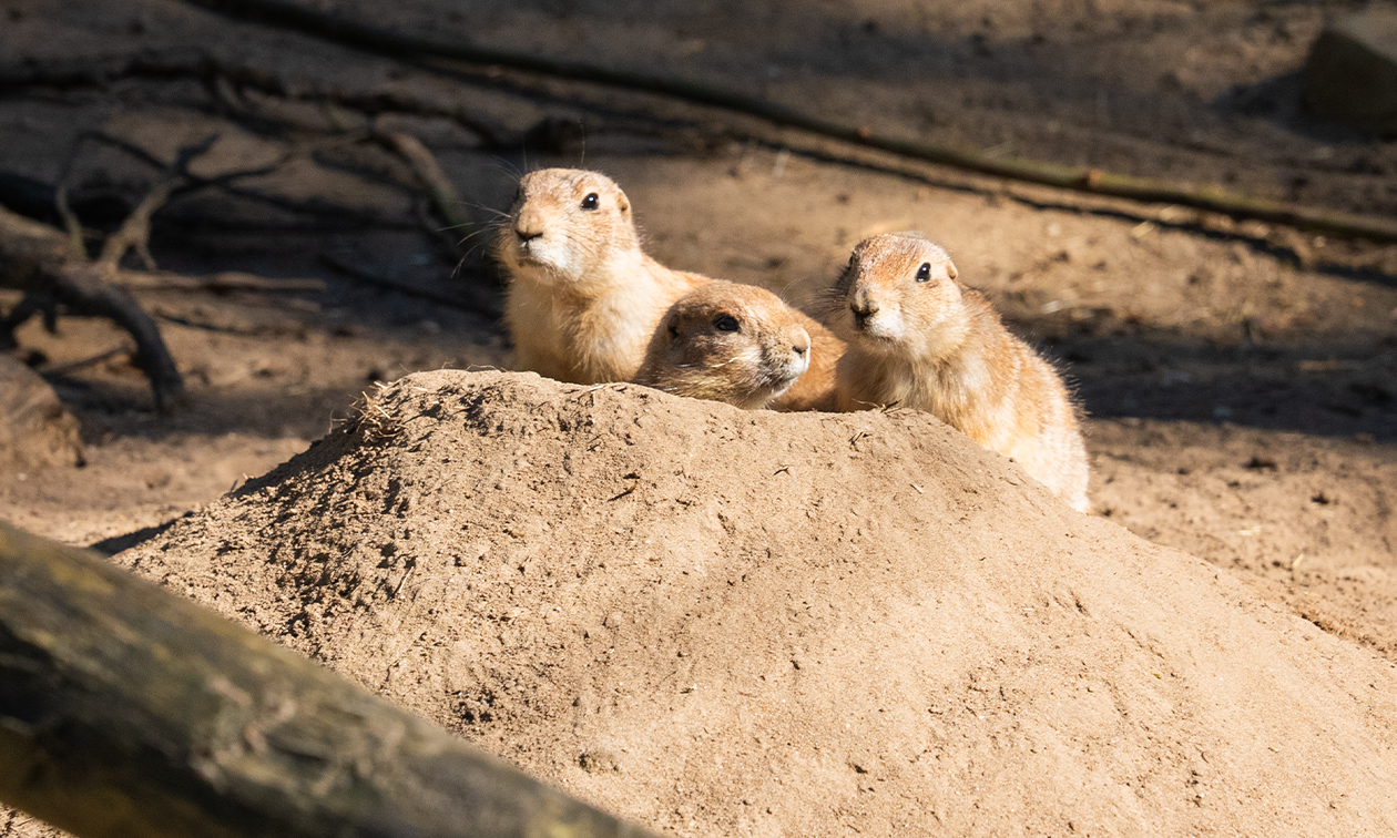 DierenPark Amersfoort