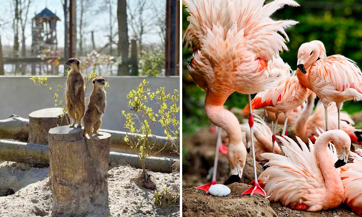 Dierenpark Hoenderdaell