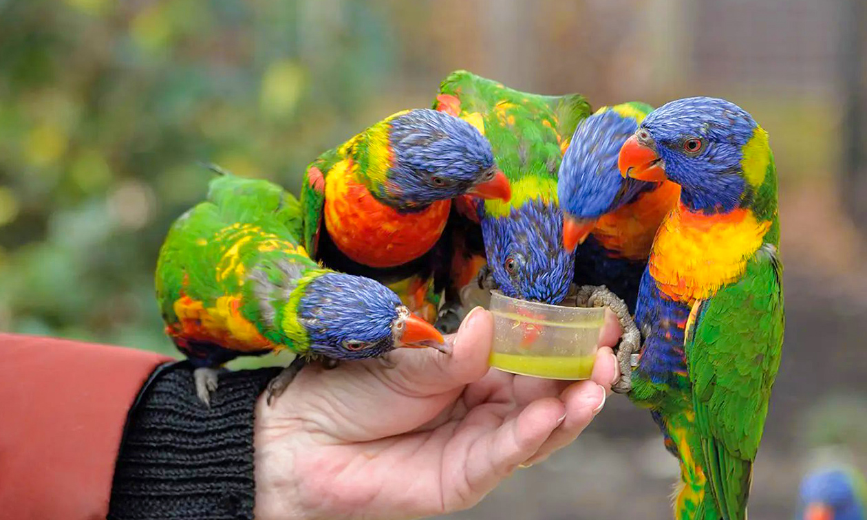 Dierenpark Hoenderdaell
