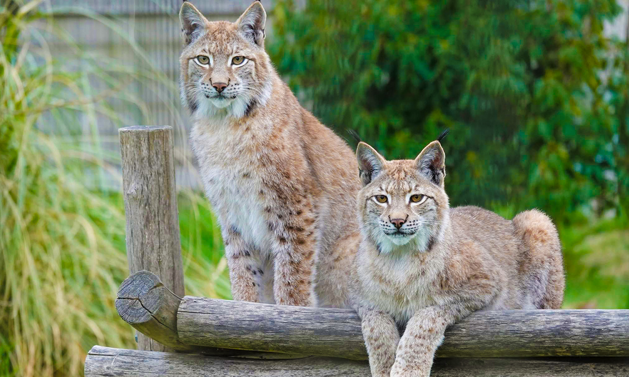 Dierenpark Hoenderdaell