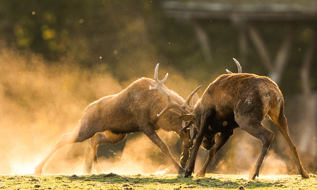 Domaine des Grottes de Han