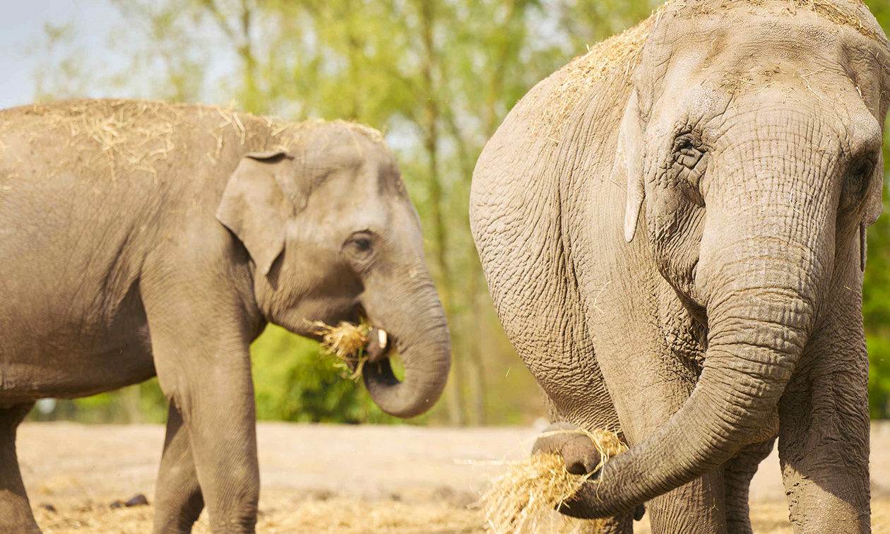 Eindhoven Zoo
