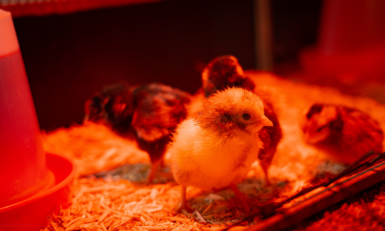 Kinderboerderij Restaurant Hagerhof