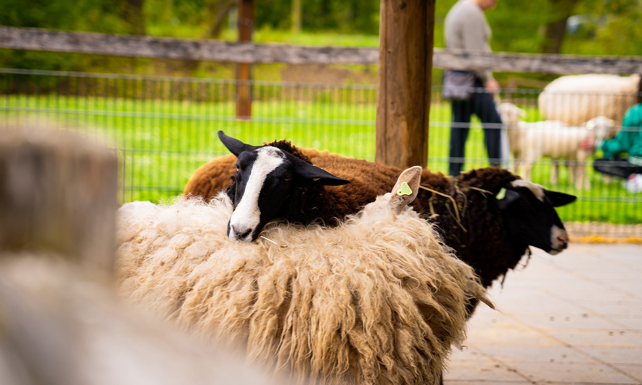 Kinderboerderij Restaurant Hagerhof