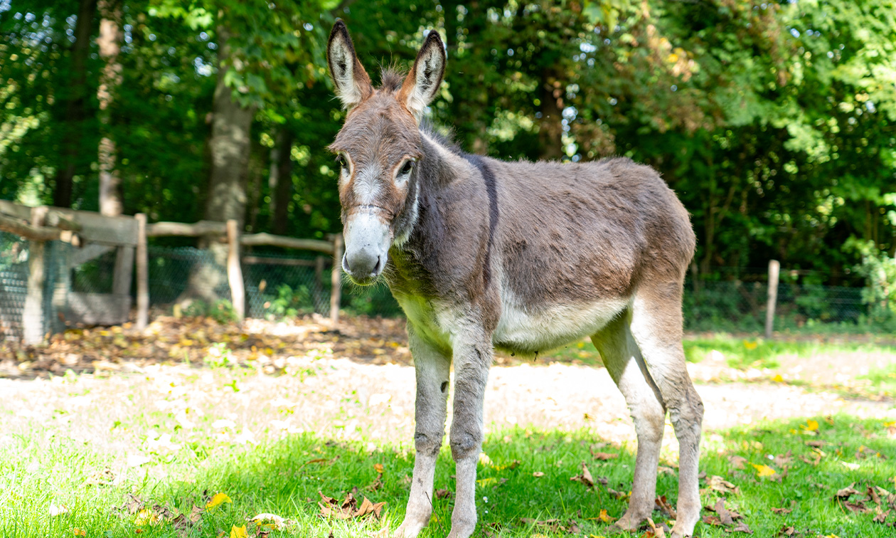 Kinderboerderij Restaurant Hagerhof