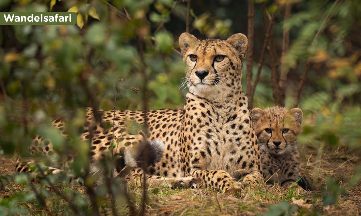 Lake Resort Beekse Bergen