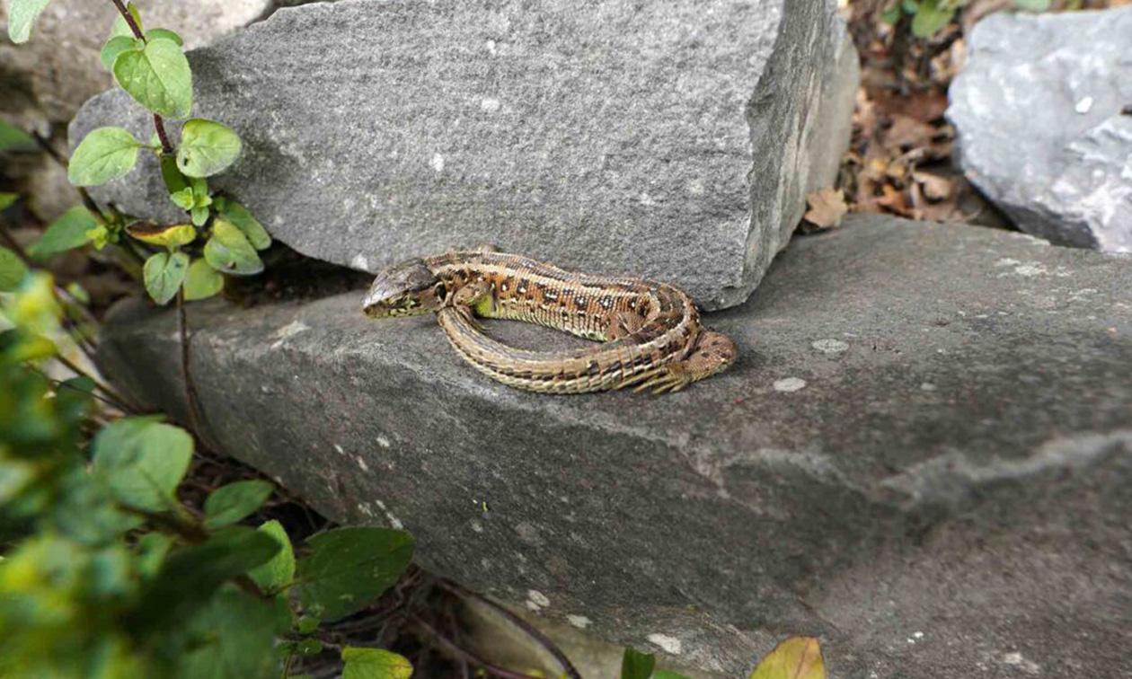 NaturGut Ophoven