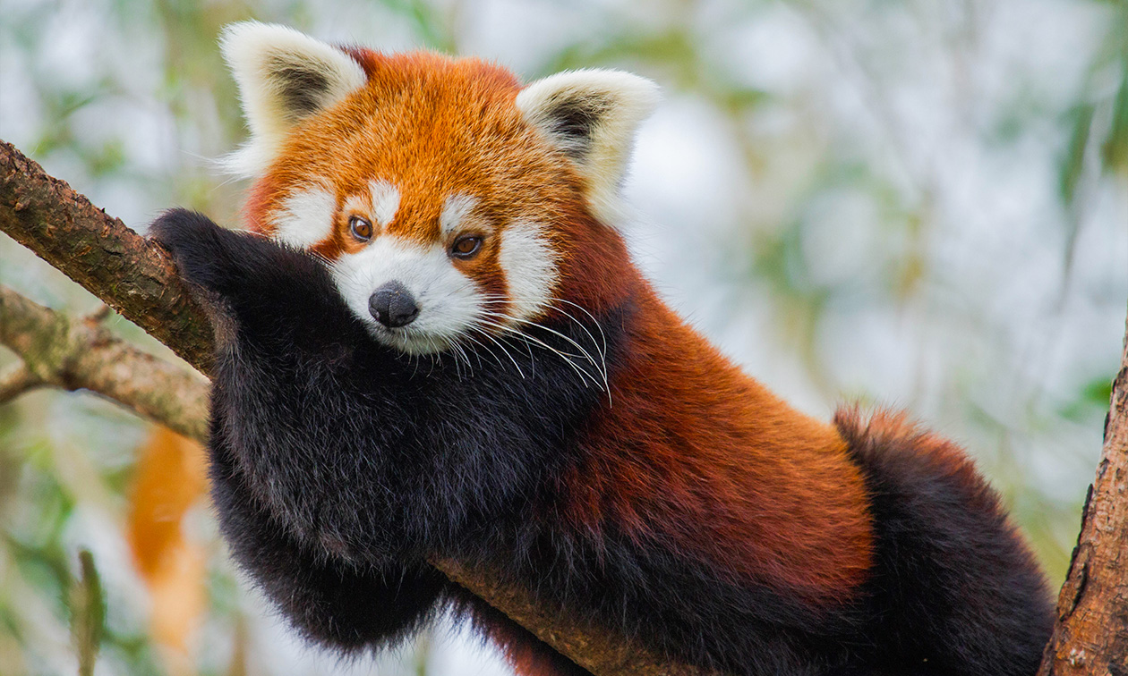 Ouwehands Dierenpark Rhenen