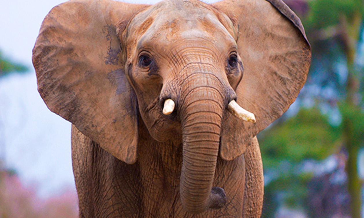 Ouwehands Dierenpark Rhenen