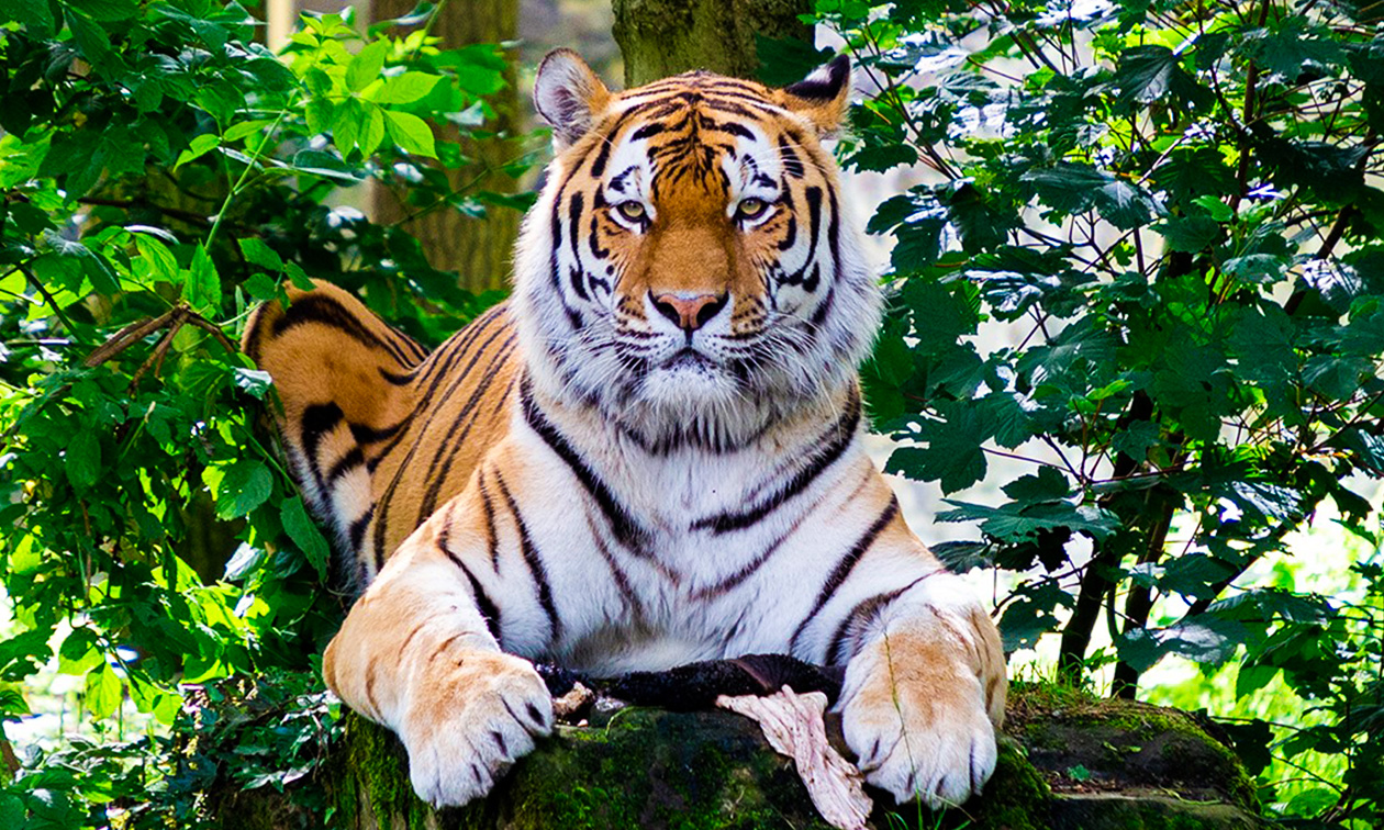 Ouwehands Dierenpark Rhenen