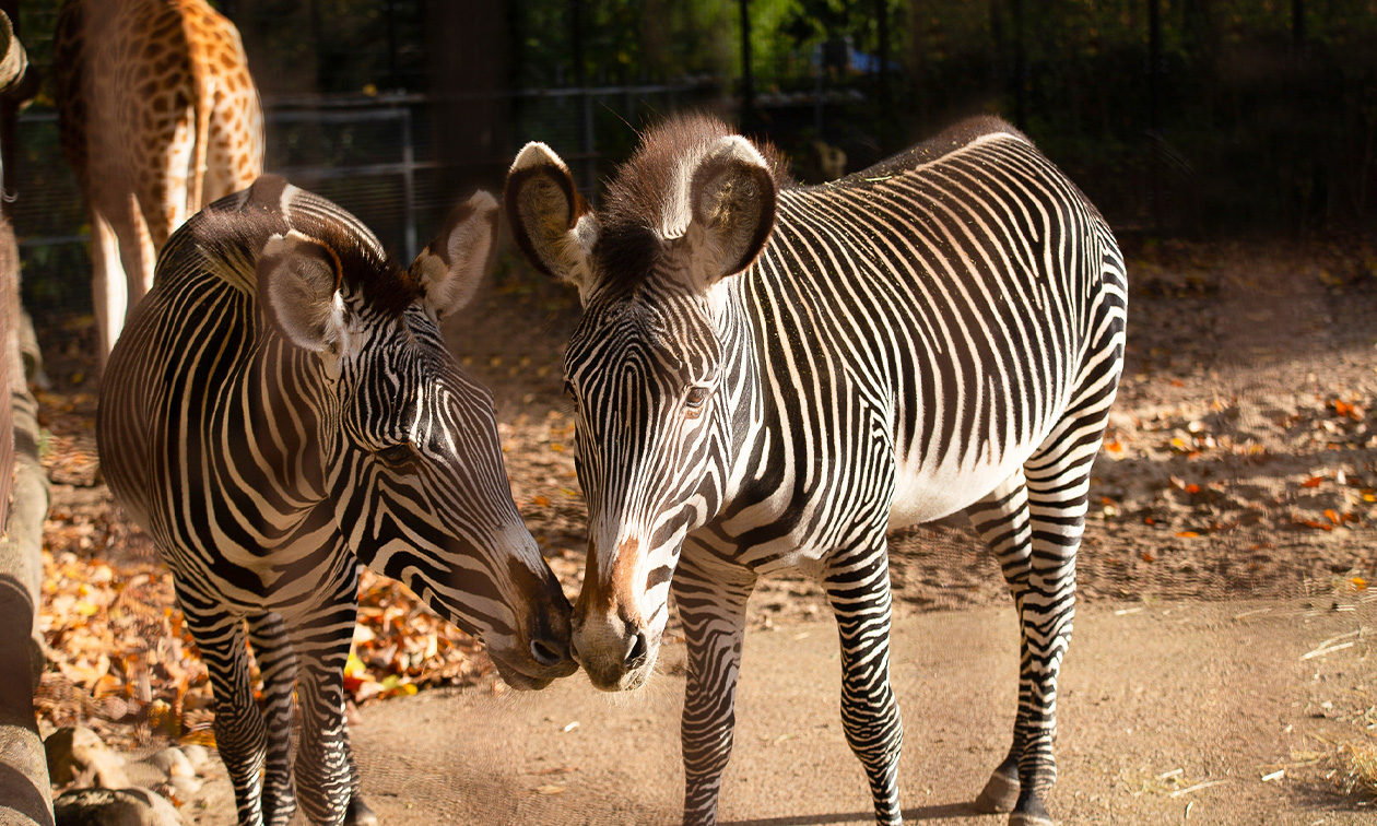 Ouwehands Dierenpark Rhenen