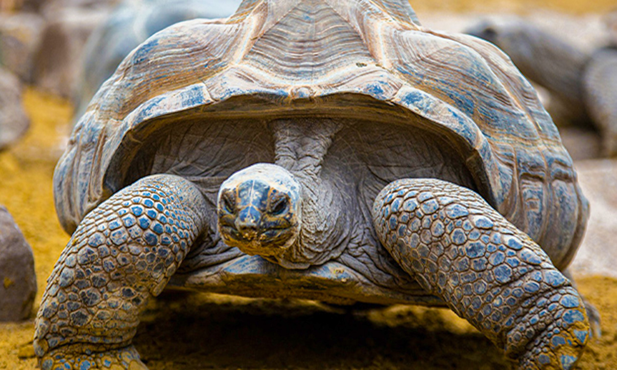 Ouwehands Dierenpark Rhenen