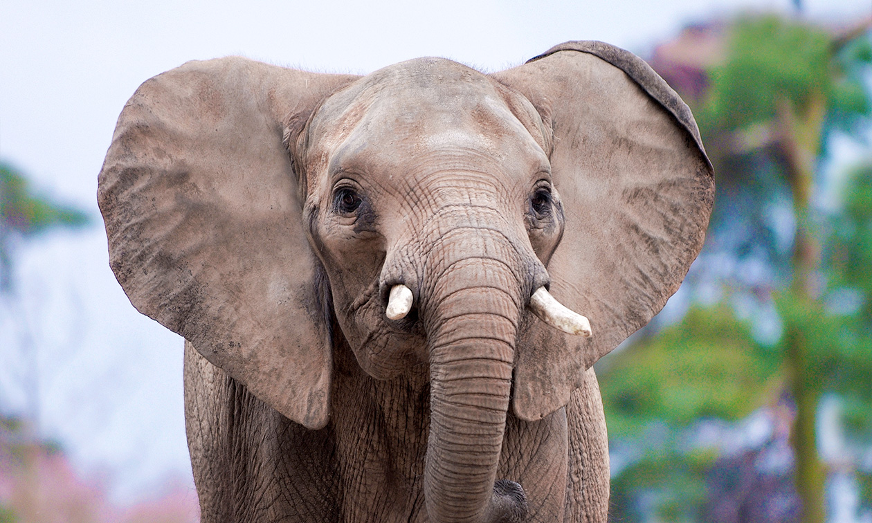 Ouwehands Dierenpark Rhenen