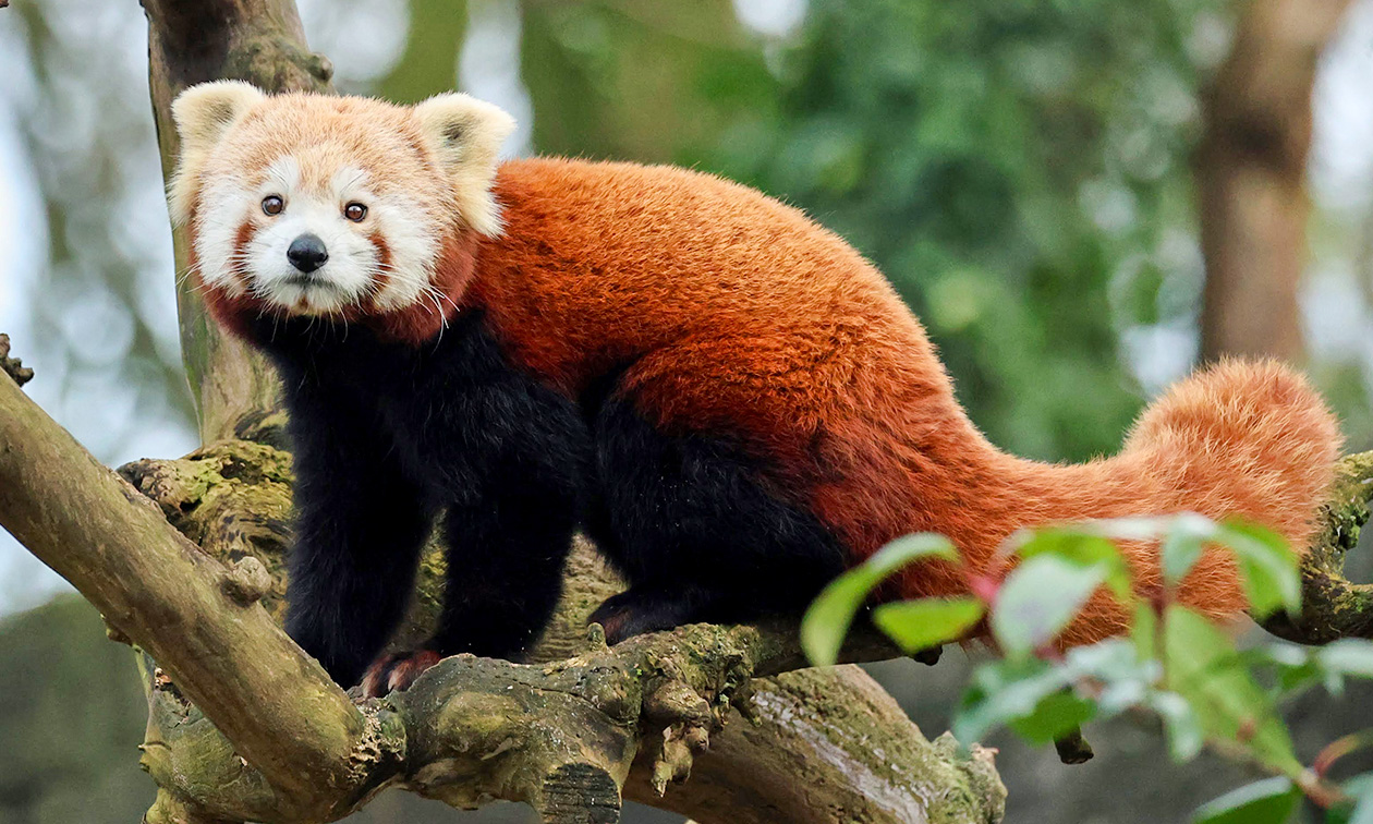 Ouwehands Dierenpark Rhenen
