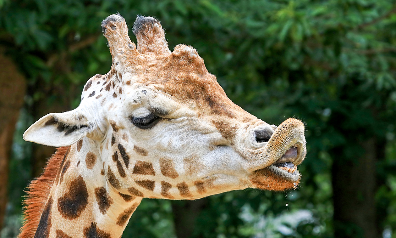 Ouwehands Dierenpark Rhenen