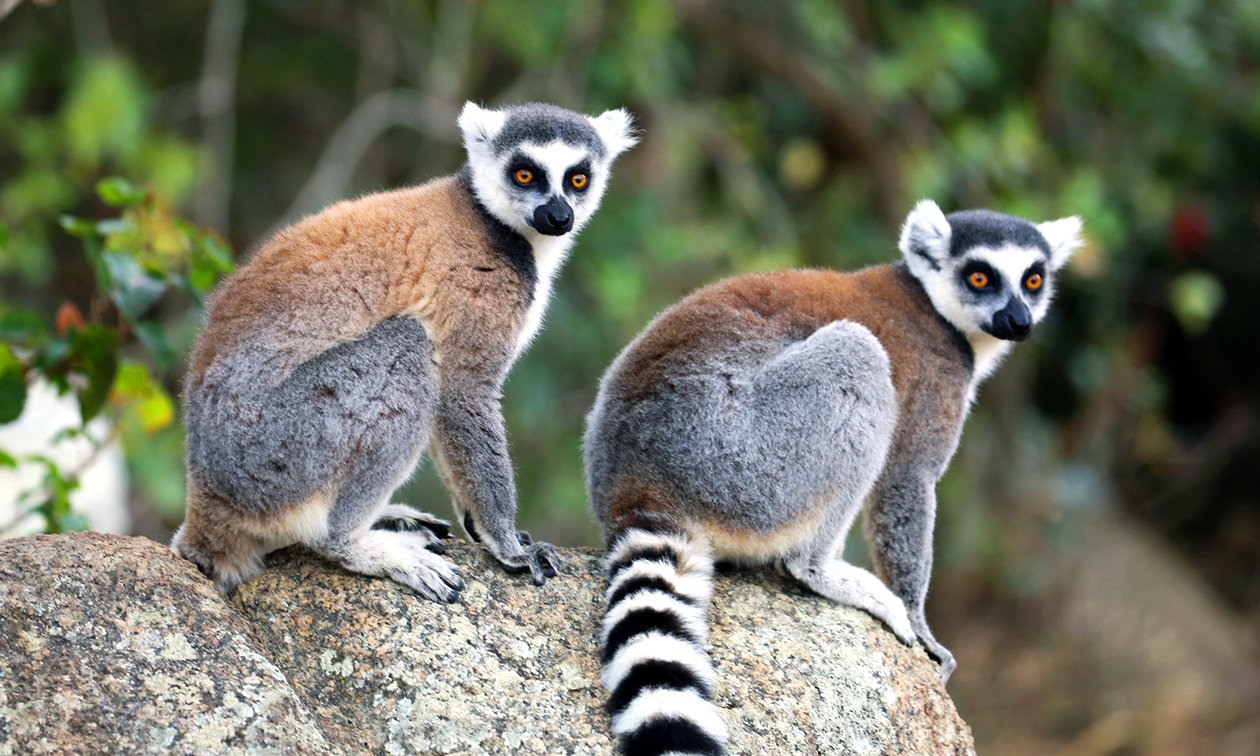 Papegaaienpark Zoo Veldhoven
