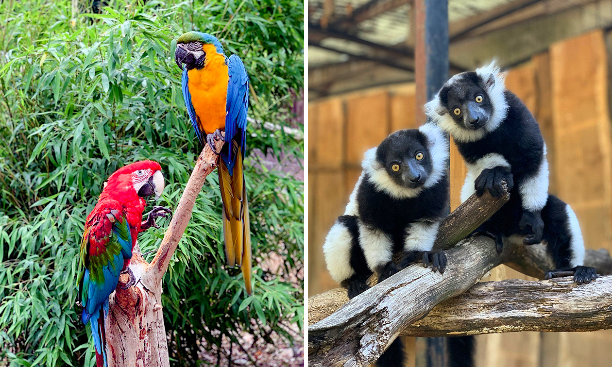 Papegaaienpark Zoo Veldhoven