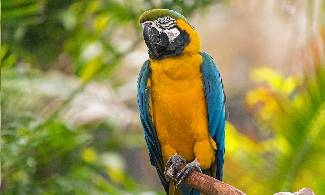 Papegaaienpark Zoo Veldhoven
