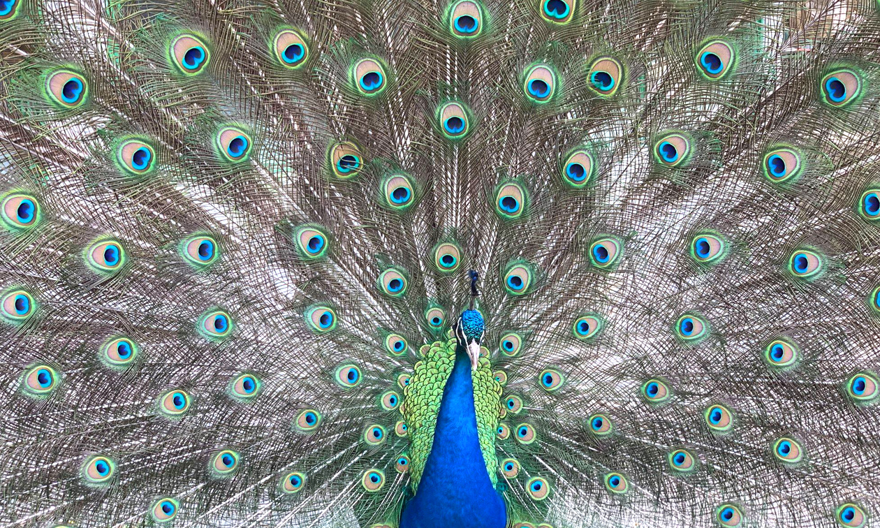 Papegaaienpark Zoo Veldhoven