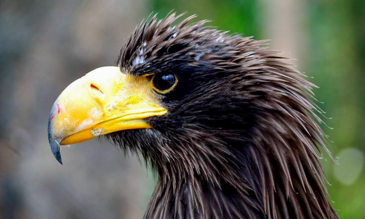 Papegaaienpark Zoo Veldhoven