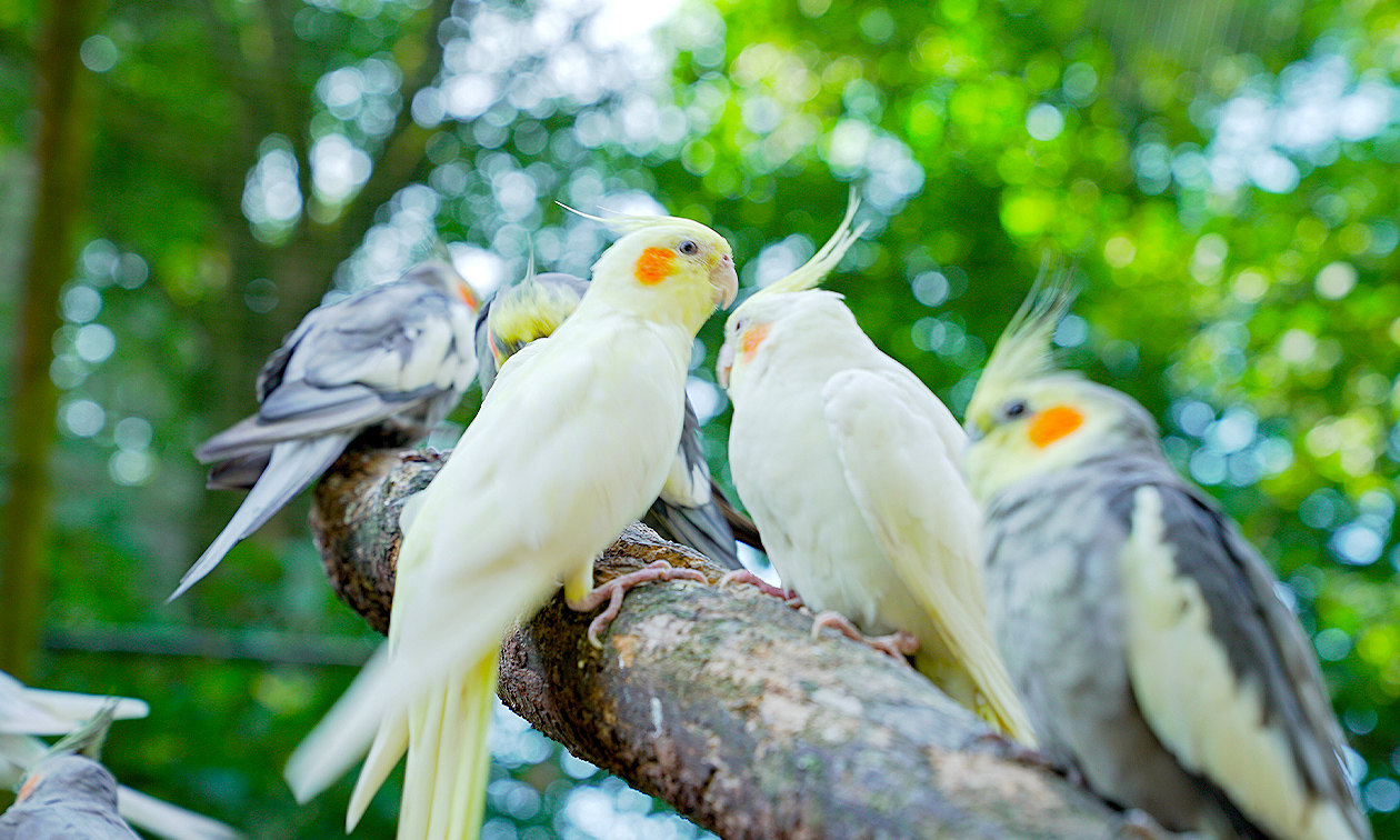 Papegaaienpark Zoo Veldhoven