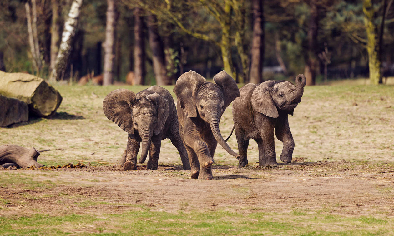 Safaripark Beekse Bergen