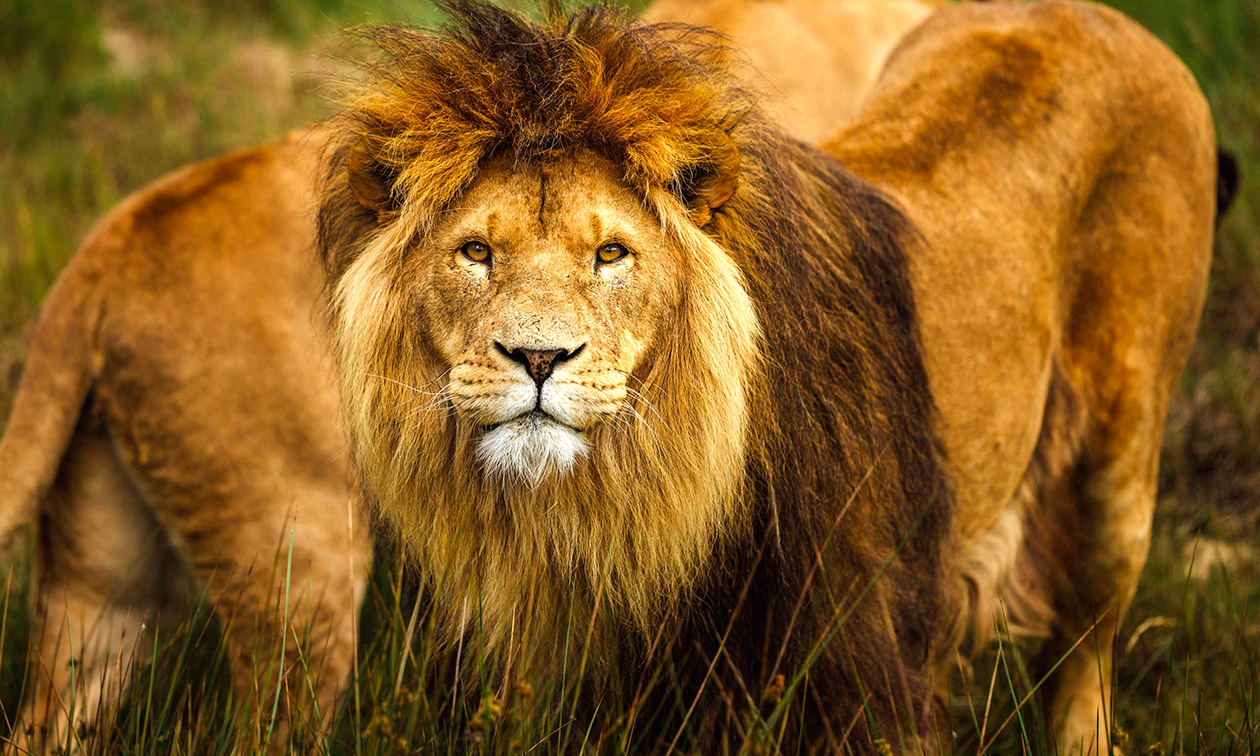 Safaripark Beekse Bergen