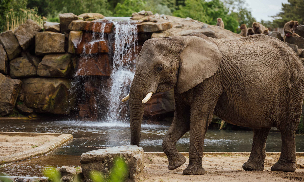 Safaripark + Speelland Beekse Bergen