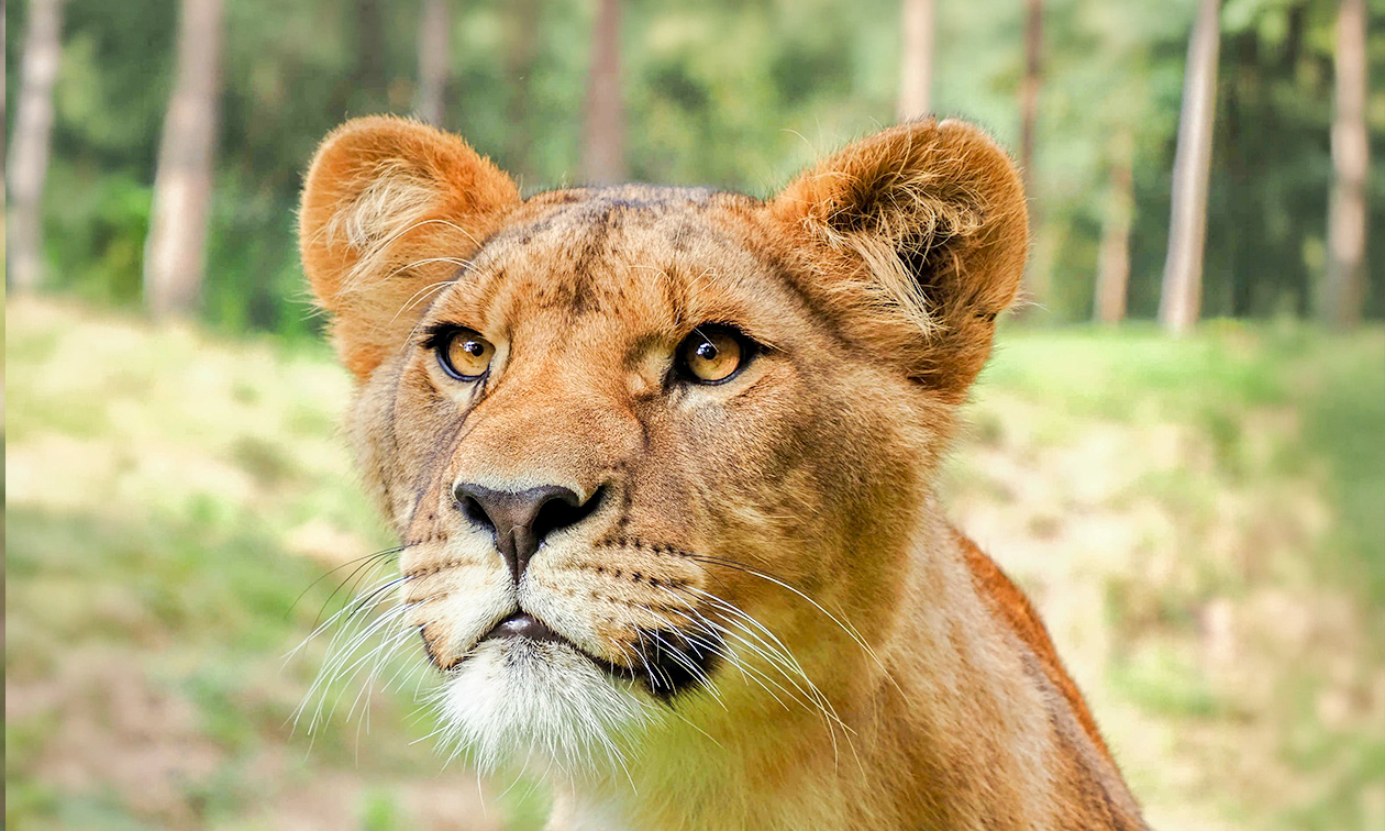 Safaripark + Speelland Beekse Bergen