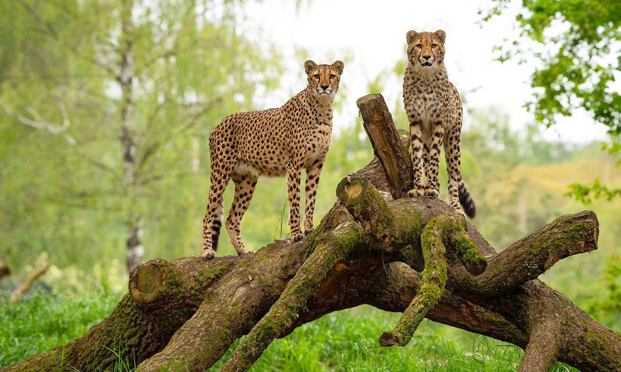 Safaripark + Speelland Beekse Bergen