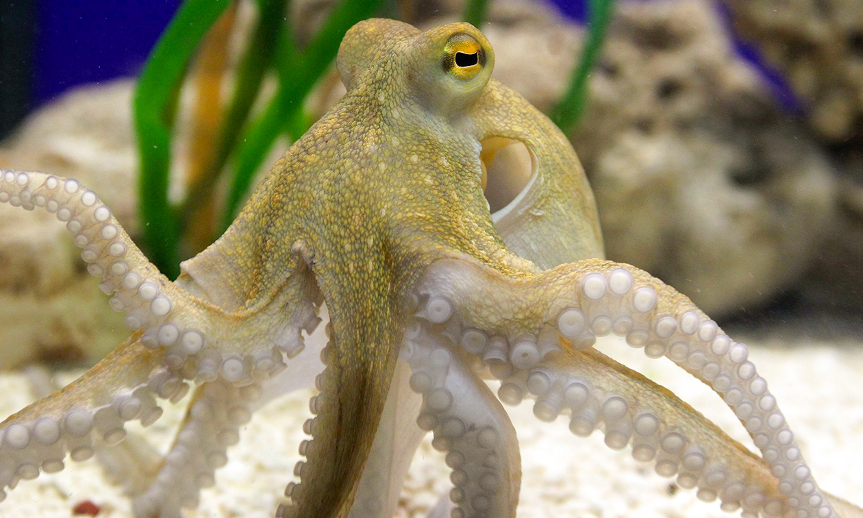 SEA LIFE Oberhausen